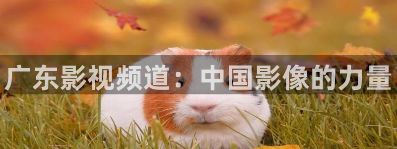 蜜桃视频播放器：广东影视频道：中国影像的力量